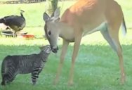 Bad Day? Enjoy this Compilation of 23 Unlikely Animal Friendships