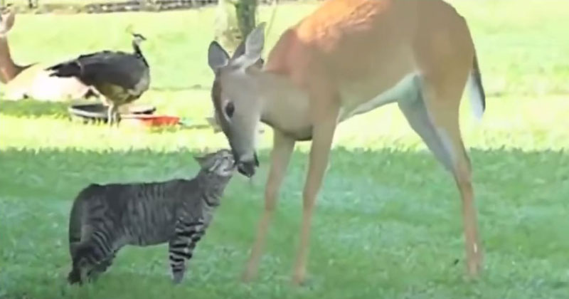 Bad Day? Enjoy this Compilation of 23 Unlikely Animal Friendships