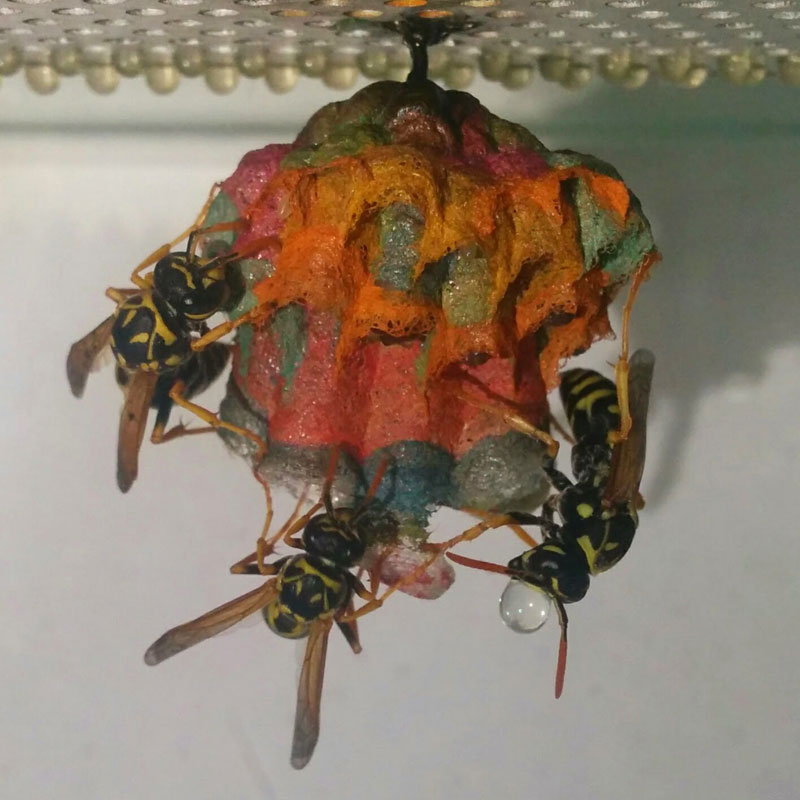 wasps use colored paper to make rainbow colored nests (10)
