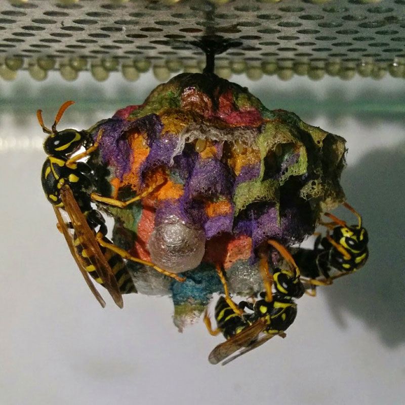 wasps use colored paper to make rainbow colored nests (11)