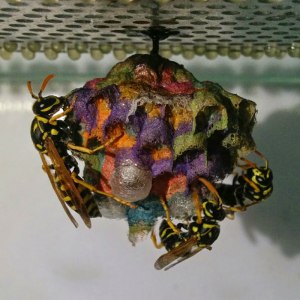 wasps use colored paper to make rainbow colored nests 11 wasps use colored paper to make rainbow colored nests (11)