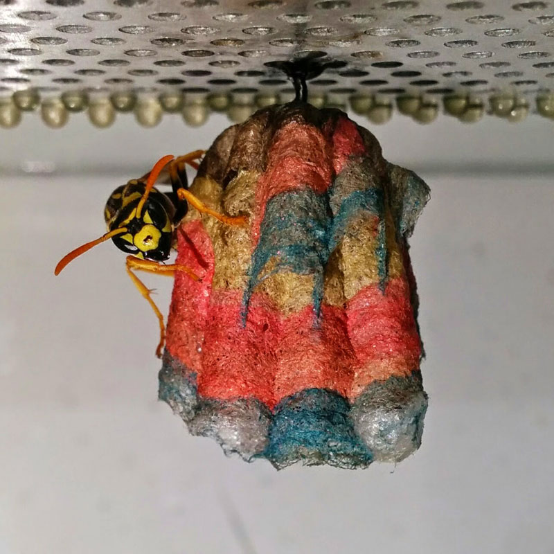 wasps use colored paper to make rainbow colored nests (3)