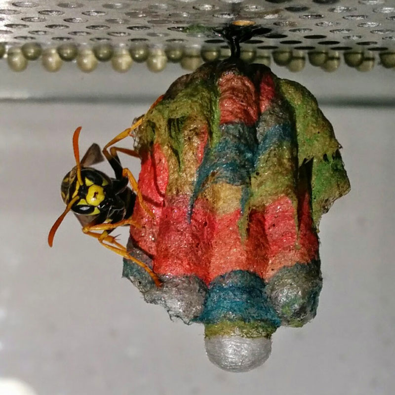 wasps use colored paper to make rainbow colored nests (4)