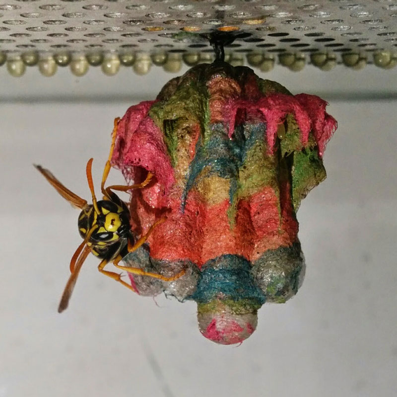 wasps use colored paper to make rainbow colored nests (6)