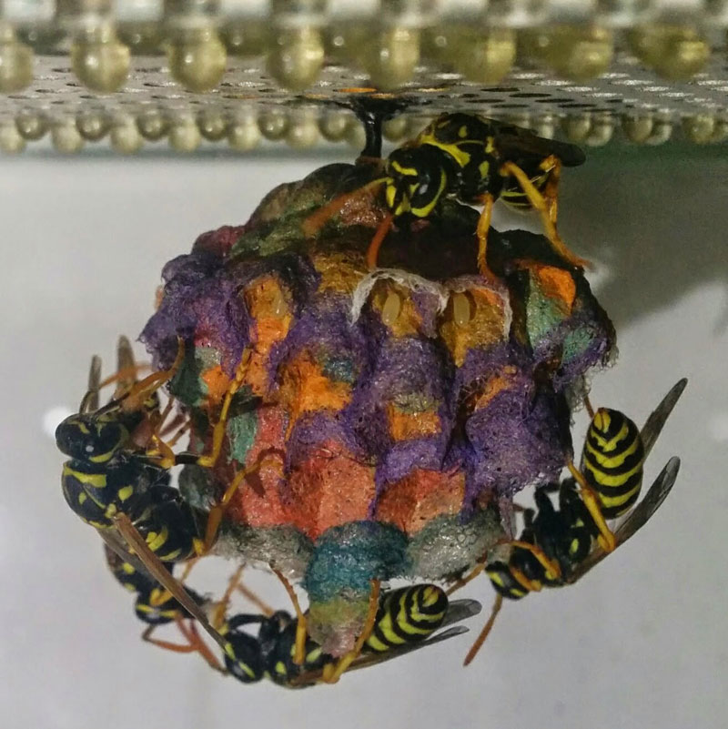 wasps use colored paper to make rainbow colored nests (7)