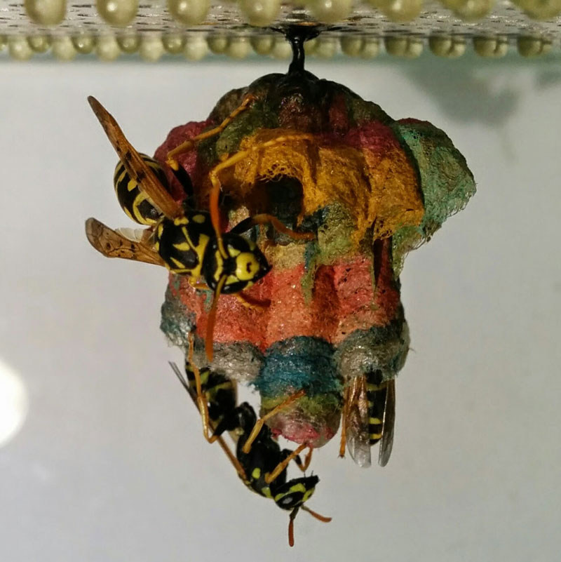 wasps use colored paper to make rainbow colored nests (8)
