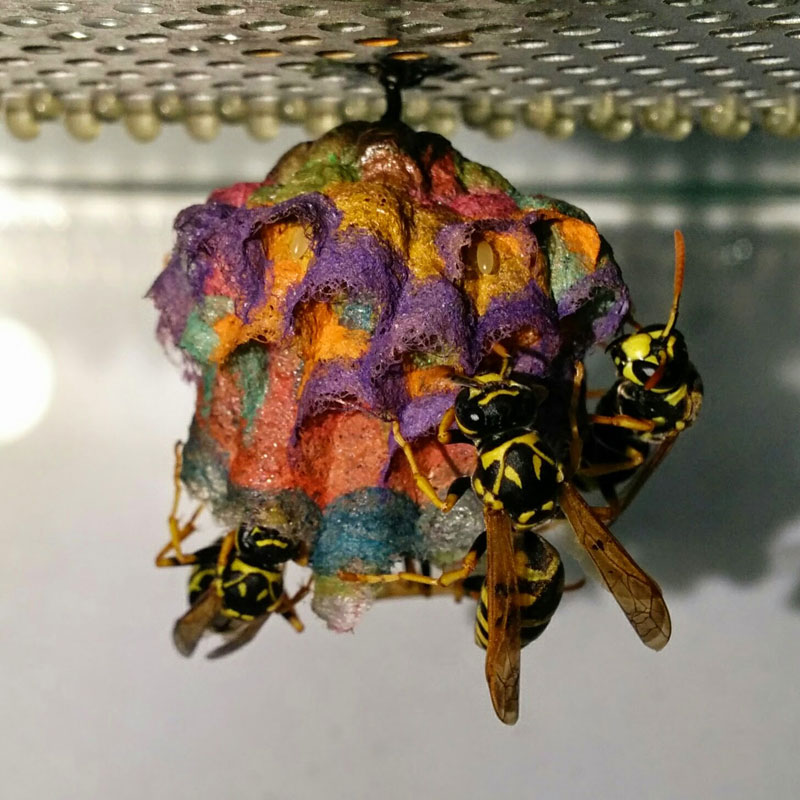 wasps use colored paper to make rainbow colored nests (9)