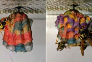 If Wasps Find Colored Paper They’ll Make Rainbow-Colored Nests