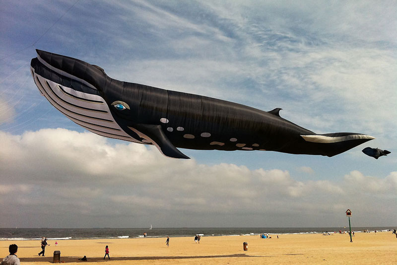 Picture of the Day 90 ft Whale Kite » TwistedSifter