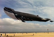 Picture of the Day: 90 ft Whale Kite