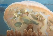 Rare Video Shows Baby Fish Hiding from Predators Inside a Jellyfish