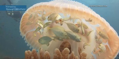 Rare Video Shows Baby Fish Hiding from Predators Inside a Jellyfish