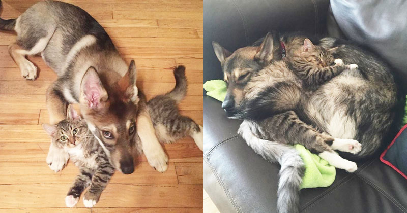 Couple Lets Their Dog Pick Out a Kitten at the Shelter and Now They’re Besties