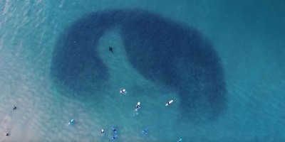 Drone Captures Lone Seal Swimming Through Huge School of Fish from Above
