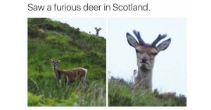 furious deer1 furious deer