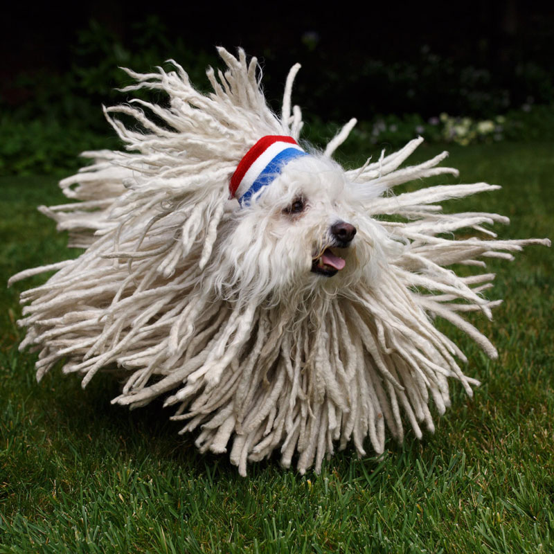 Picture of the Day: Not Sure If Dog or Mop