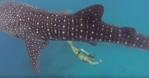 swimming with whale sharks ocean ramsey swimming with whale sharks ocean ramsey