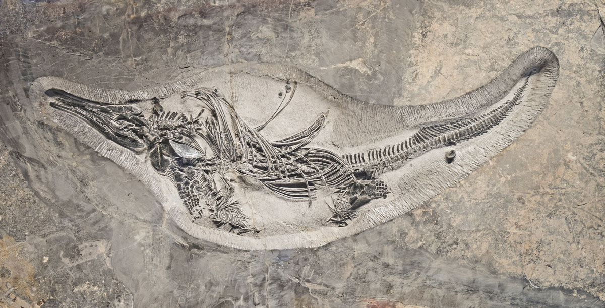 Barracudasauroides_panxianensis_china-dinosaur-fossil