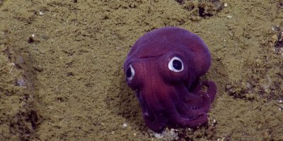 This Might Be the Cutest Squid in the Ocean