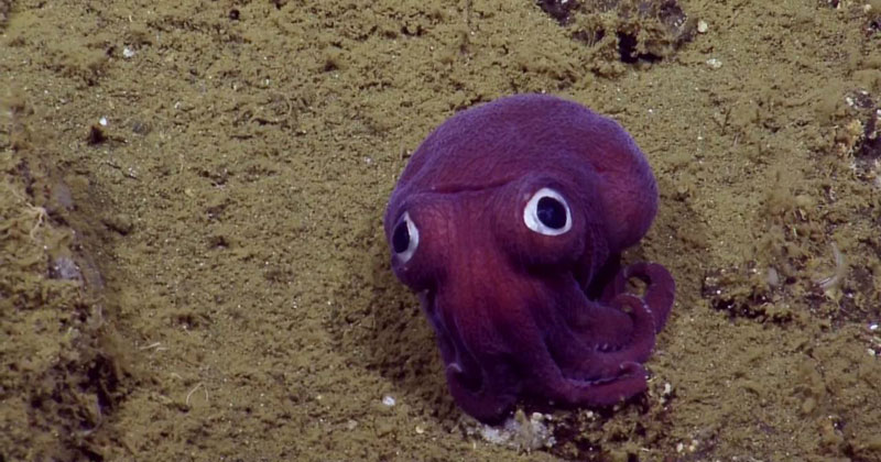 This Might Be the Cutest Squid in the Ocean