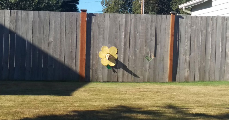 dog sticks head through fence flower