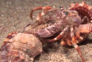 Hermit Crab Finds New Shell and Takes His Symbiotic Friends With Him
