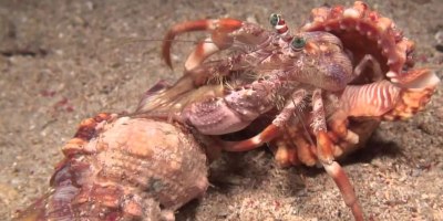 Hermit Crab Finds New Shell and Takes His Symbiotic Friends With Him