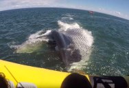 Lucky Whale Watcher Records Extremely Close Encounter with Fin Whale