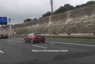 Pigeon Uses Slipstreams to Race Cars on the Highway at 100 km/h