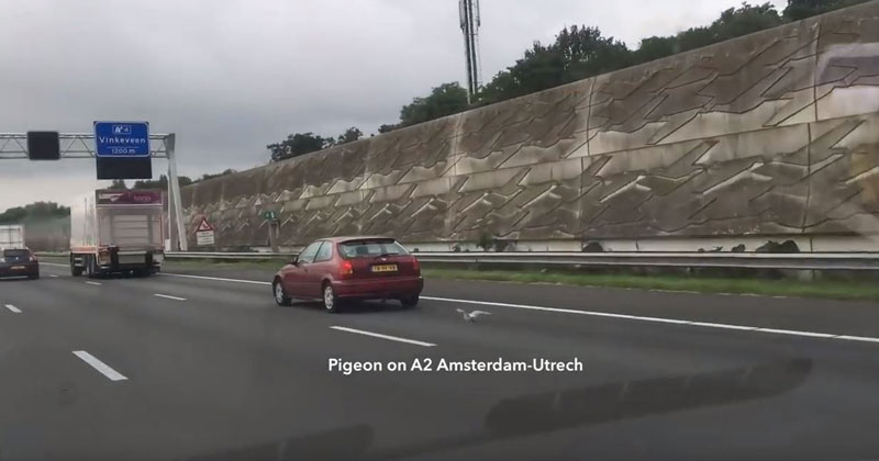 Pigeon Uses Slipstreams to Race Cars on the Highway at 100 km/h