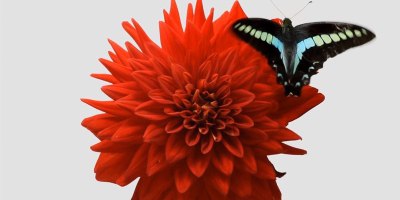 Real-Time Insect Movements Combined With Blooming Flower Timelapses