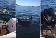 [Raw Video] Seal Escapes Death by Leaping Onto Boat