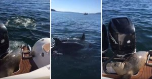 seal jumps on boat to escape orcas video seal jumps on boat to escape orcas video