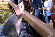 Dolphin Steals Woman’s iPad; Is Sick of Your Selfies