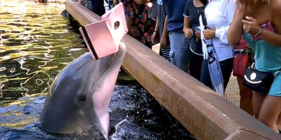 Dolphin Steals Woman's iPad; Is Sick of Your Selfies