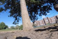 Squirrel Steals GoPro and Takes Viewers on an Intimate Journey Through the Trees