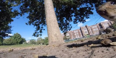 Squirrel Steals GoPro and Takes Viewers on an Intimate Journey Through the Trees