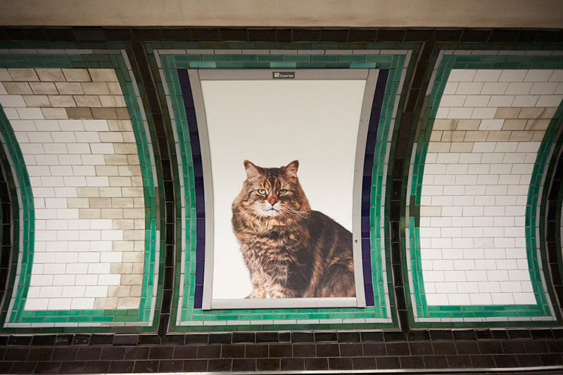 ads replaced with cats in london 2 Citizen Campaign to Replace All Ads with Cats Triumphantly Launches in London