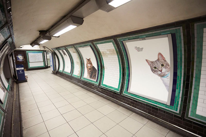 ads replaced with cats in london 3 Citizen Campaign to Replace All Ads with Cats Triumphantly Launches in London