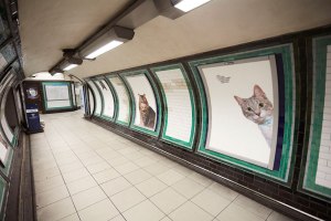 ads replaced with cats in london 3 ads replaced with cats in london 3