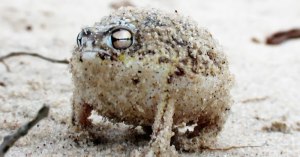 angry desert rain frogs war cry is absolutely terrifying Angry Desert Rain Frogs war cry is absolutely terrifying