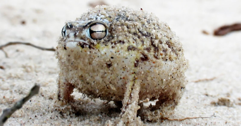 Angry Desert Frog’s War Cry is Absolutely Terrifying