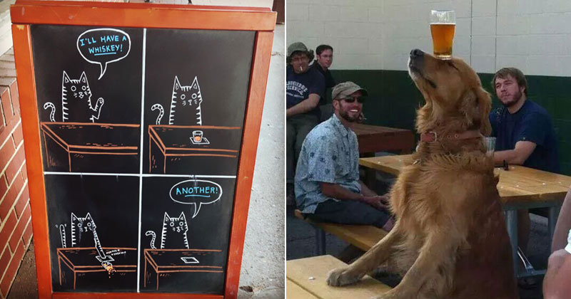The Shirk Report – Volume 388