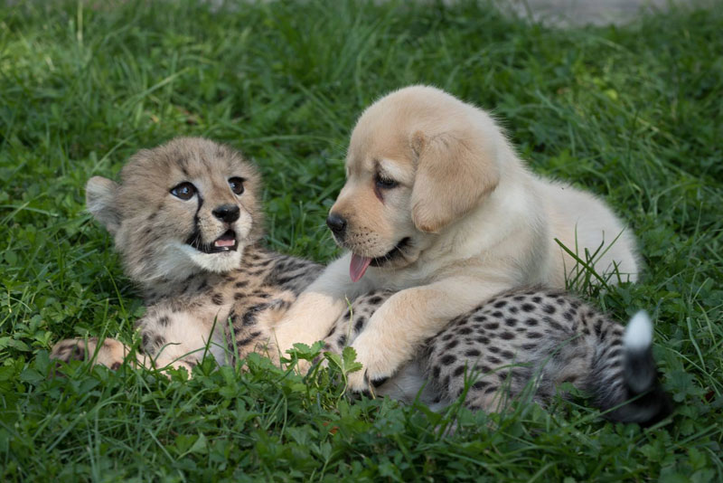 cheetah cub and puppy Picture of the Day: Just a Cheetah Cub and a Puppy