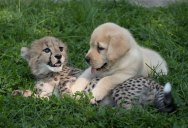 Picture of the Day: Just a Cheetah Cub and a Puppy