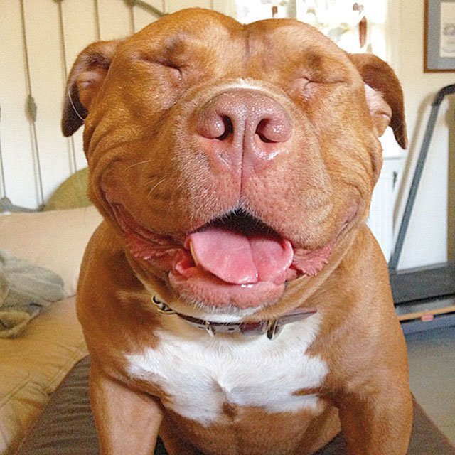 dog cant stop smiling after being adopted meaty the pitbull 10 Dog Cant Stop Smiling After Being Adopted