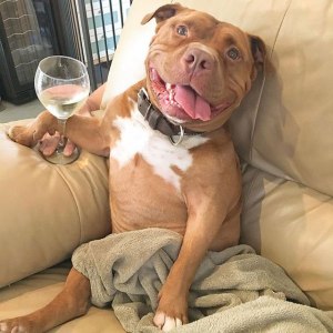 dog cant stop smiling after being adopted meaty the pitbull 12 dog cant stop smiling after being adopted meaty the pitbull 12