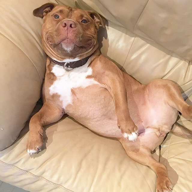 dog cant stop smiling after being adopted meaty the pitbull 7 Dog Cant Stop Smiling After Being Adopted