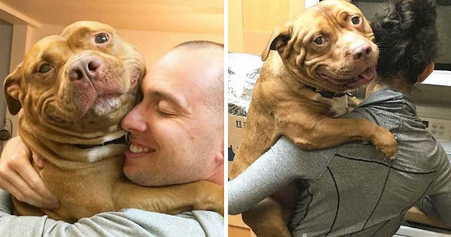 dog cant stop smiling after being adopted meaty the pitbull 9 Dog Cant Stop Smiling After Being Adopted