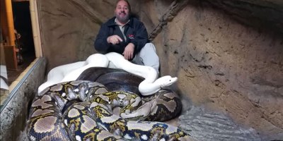 Guy Can't Stop Laughing at Giant Python Casually Attacking Him